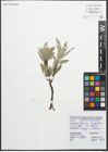 Foto von Salix glaucosericea Flod.